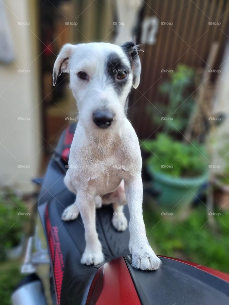 Parson Russell Terrier