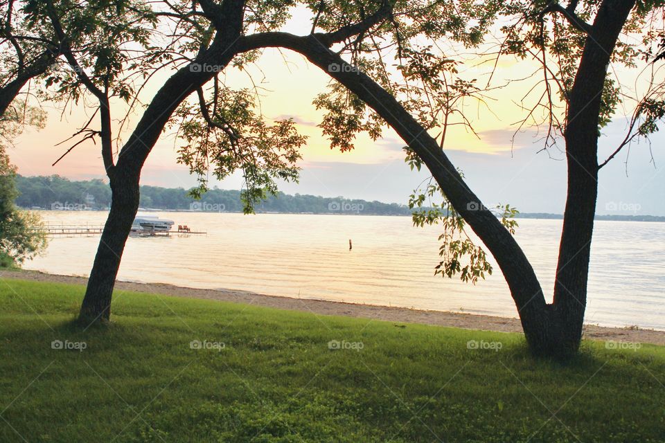 Gorgeous trees with lots of branches with leaves overlapping makes for a gorgeous photo at sunset. 