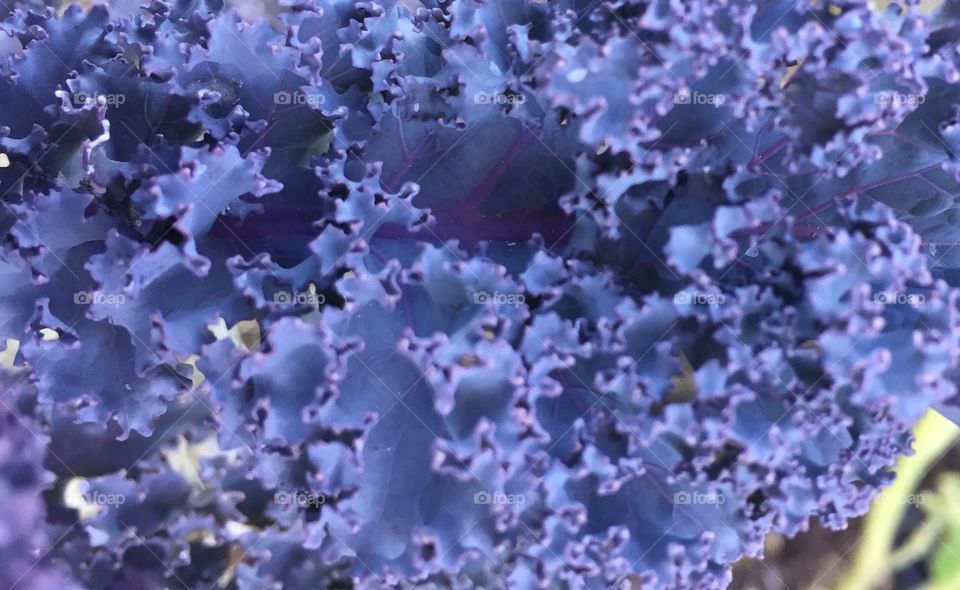 Close-up of purple kale