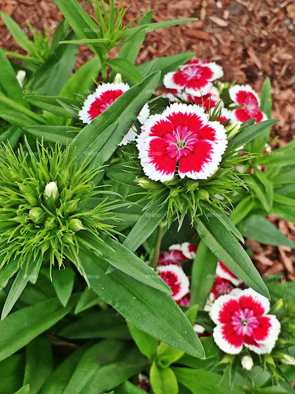 Red and White Petals 