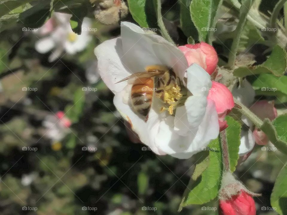 Bee and Apple Blossom