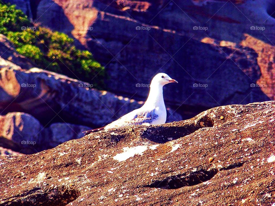 Sea Gull
