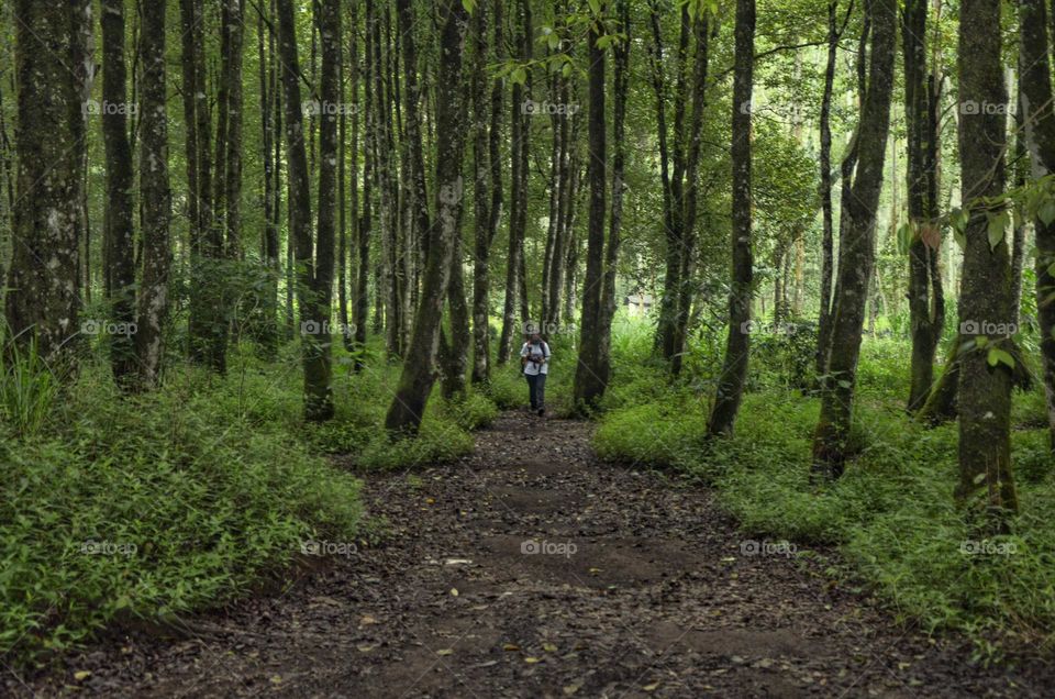 hiker in the forest