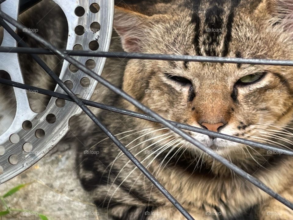 The cat behind the rim.