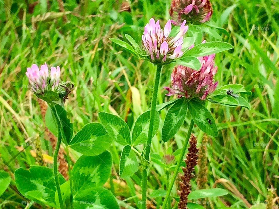 Nature - Pink clover flowers 