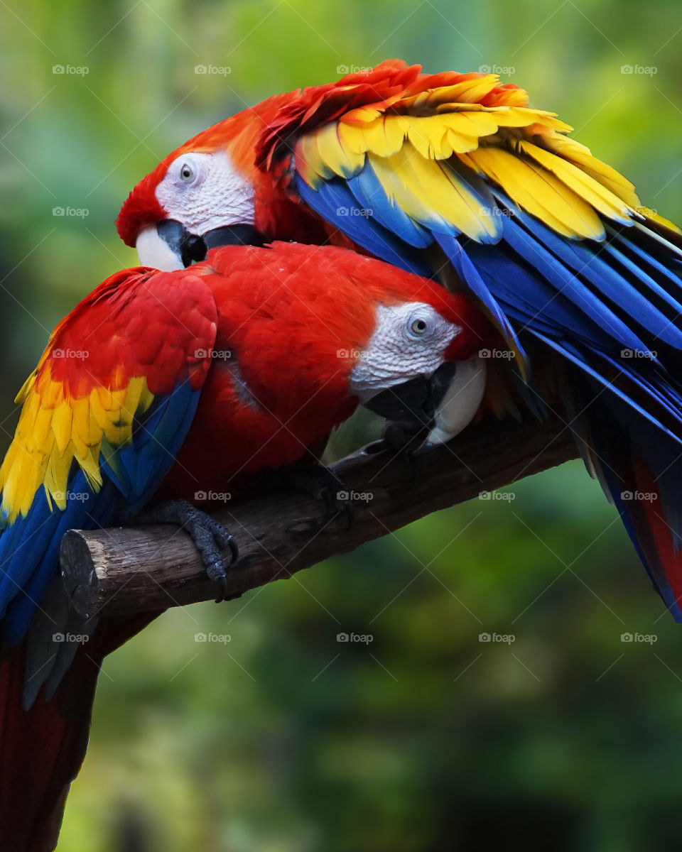 Two parrots preening 