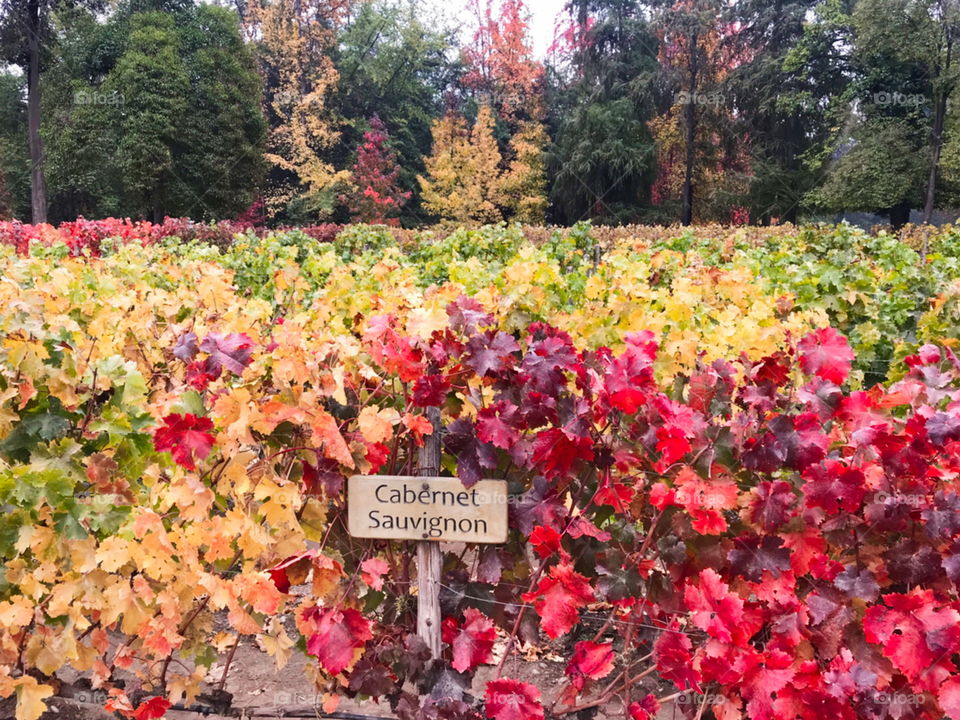 Autumn colors. It is possible to see different colors in the leaves of the grape plantations. In the background it is possible to see tall pine trees