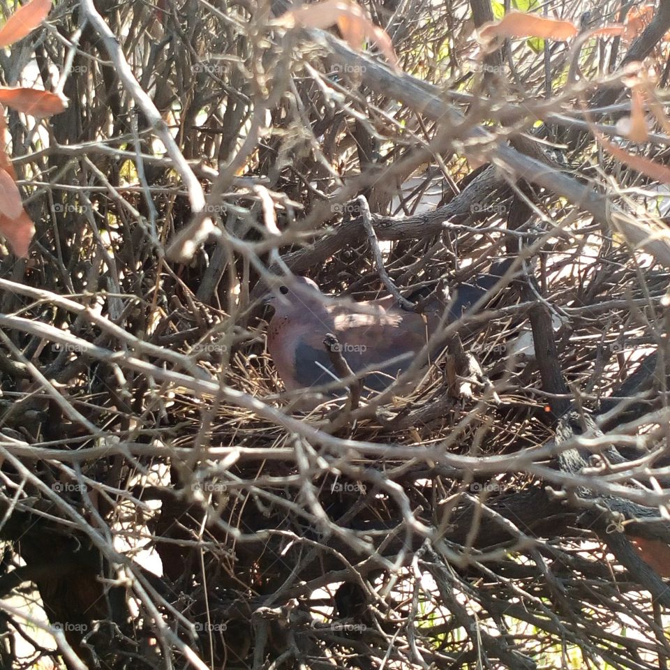 Dove on its Nest