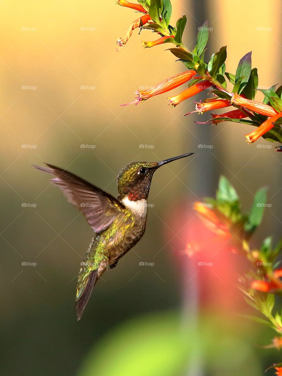 ruby-throated hummingbird