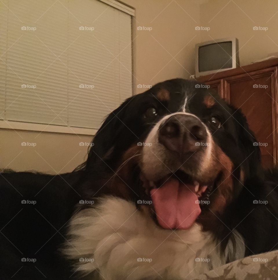 Super happy Bernese Mountain dog fighting with her brother for a spot on the bed