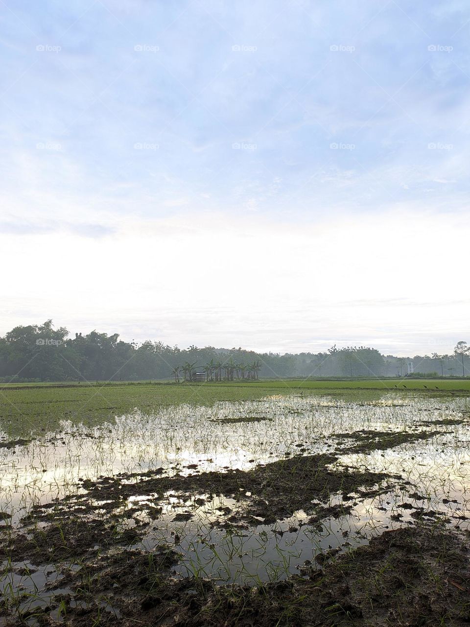 The atmosphere in the rural rice fields