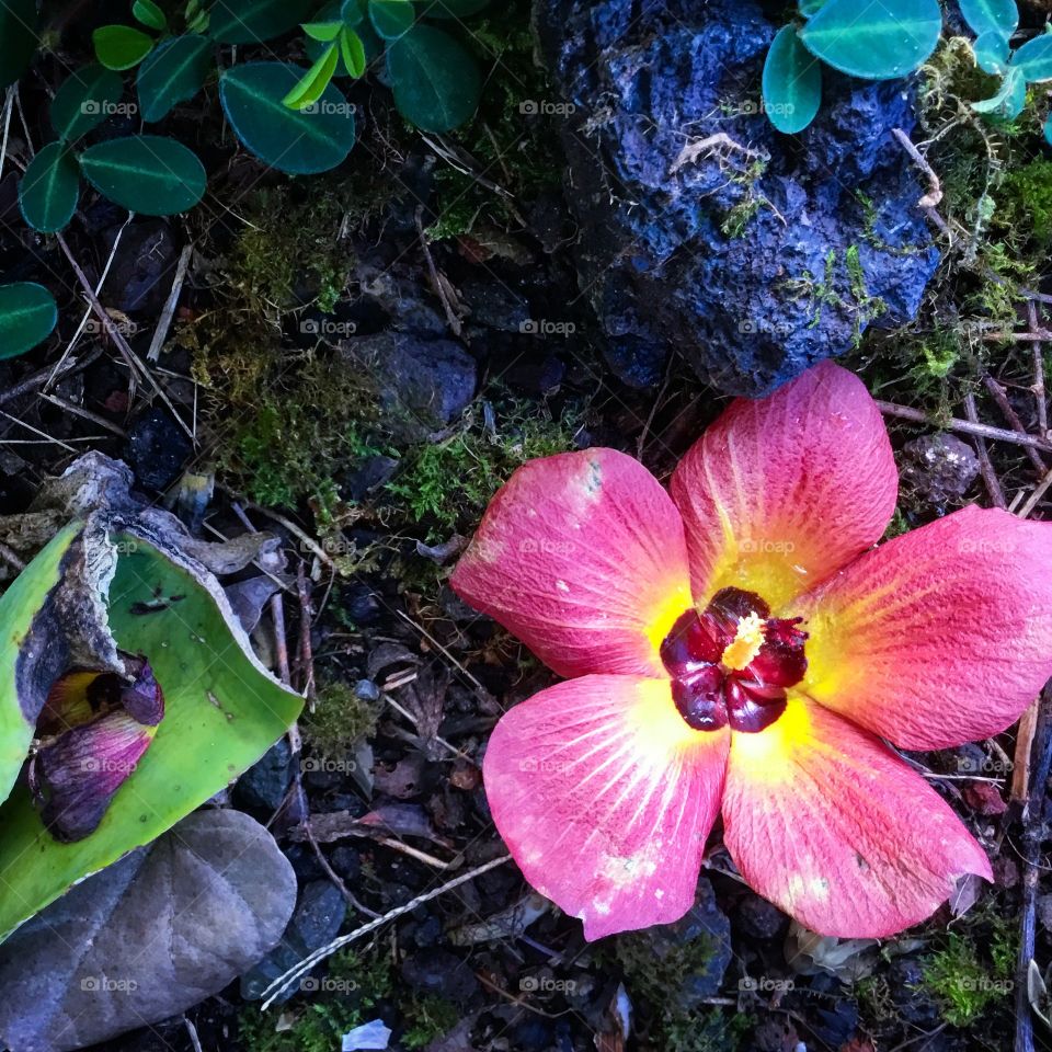 On the ground on the Big Island 