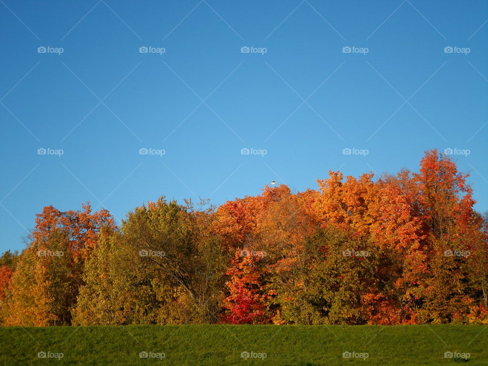 Autumn in the trees Single seagull