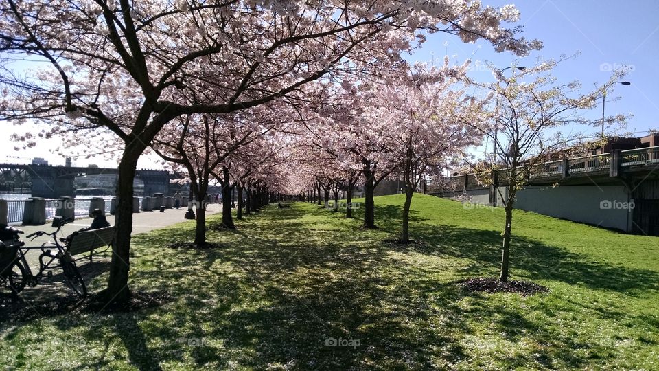 Cherry Blossoms blooming in park