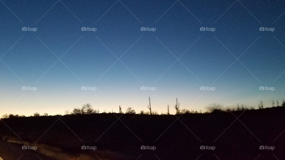 Saguaro silhouettes