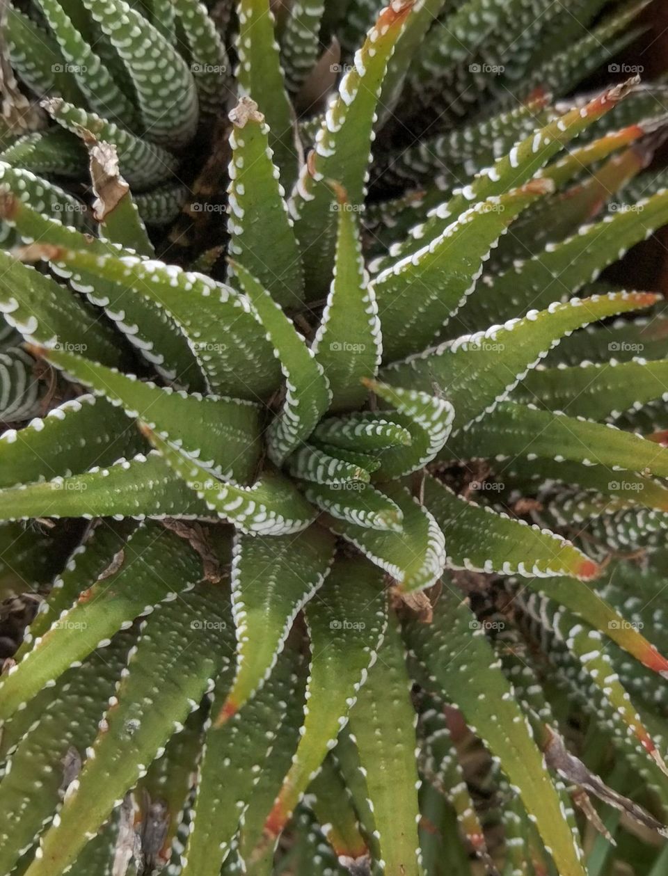 Zebra haworthia.  A small species of succulent