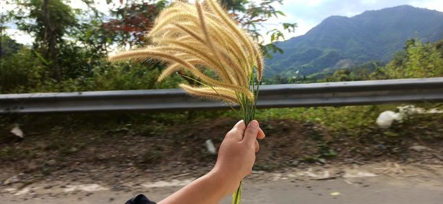 Nature flowers