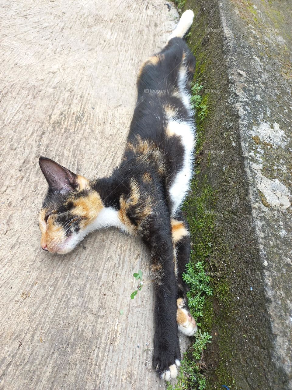 Striped cat with three beautiful colors