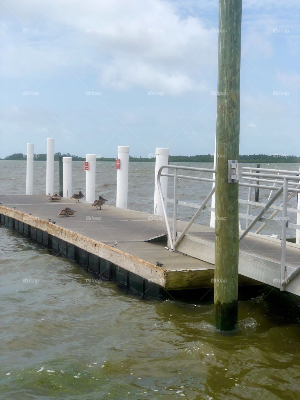 Pelicans hunkering down on fishing pier on windy day