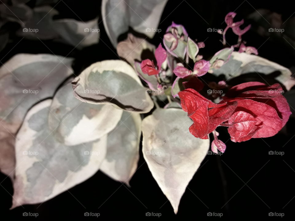 Grey leaves
Red flower
red bougainvillea
