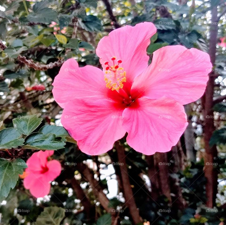 pink hibiscus