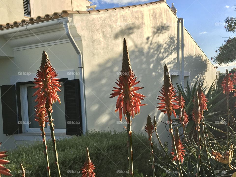 Tropical flowers in evening light with shadows on house
