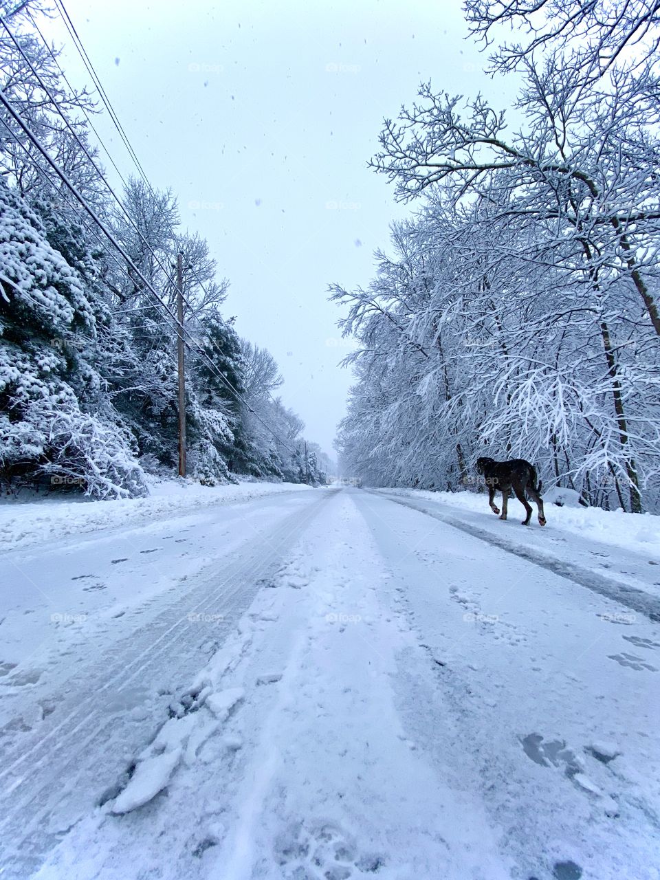 Snow covered road in Milford, Pennsylvania USA with a large dog running down in. Leading Lines Photography