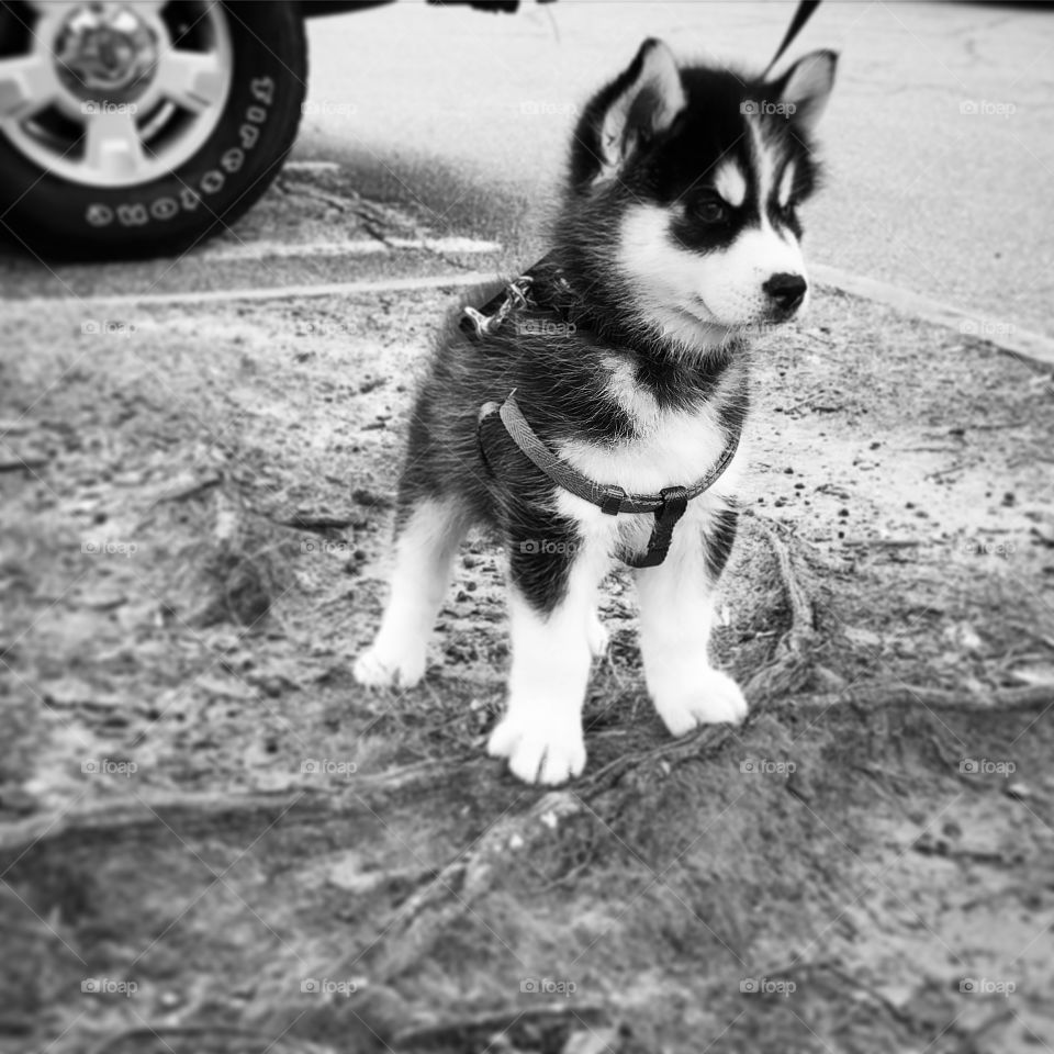 Black and White Husky 