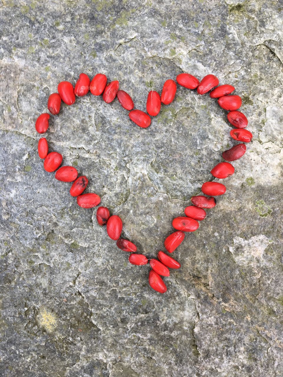 Red heart shaped out of red magnolia seeds on stone