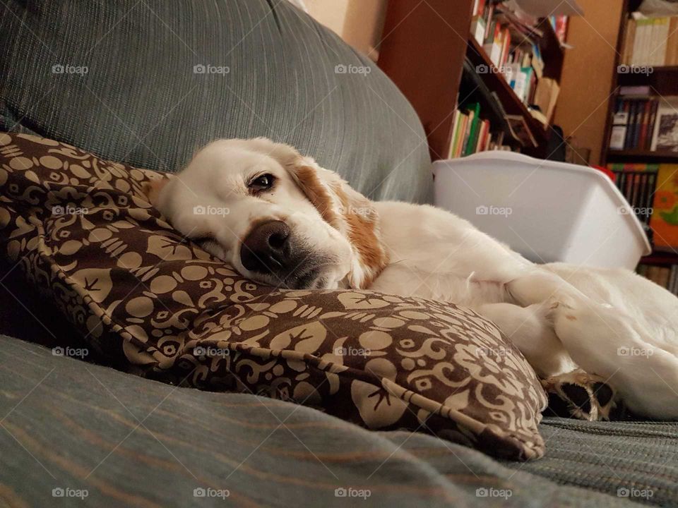Dog, Sleep, Bed, Indoors, Pillow