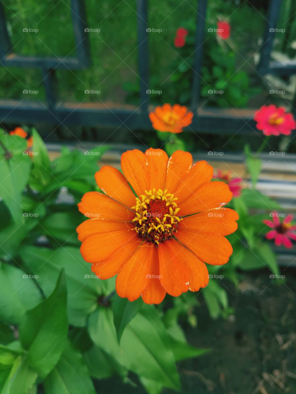 an orange flower with a few other flowers at the back. sunlight is coming in