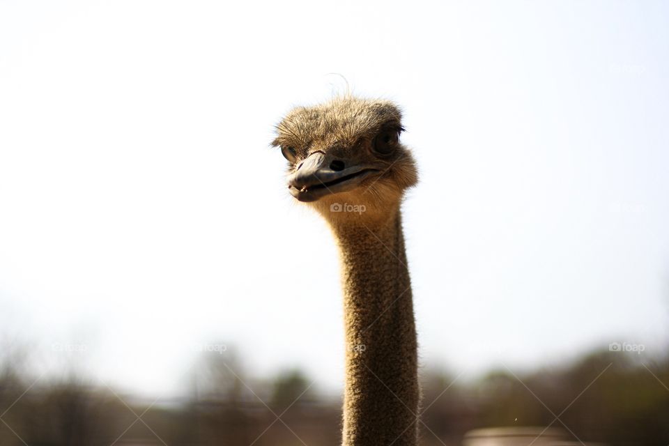 This ostrich was looking at us intently, asking for food, after been fed not long before