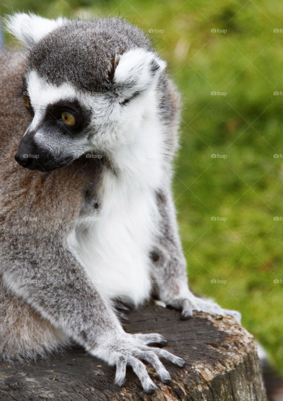 Lemur 