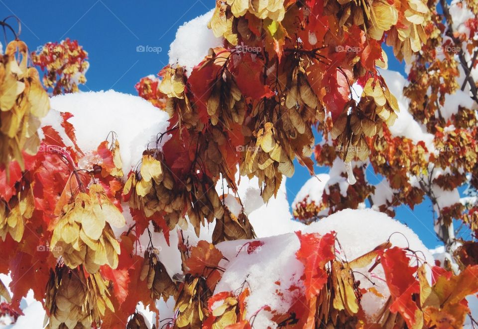 Colourful leaves and snow