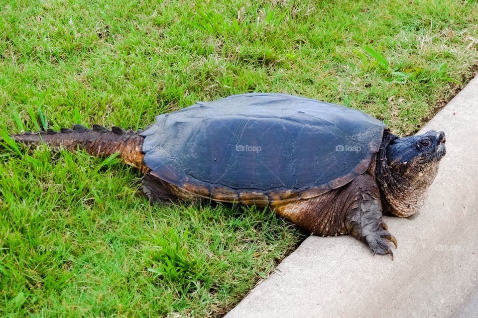 Snapping Turtle at the Curb