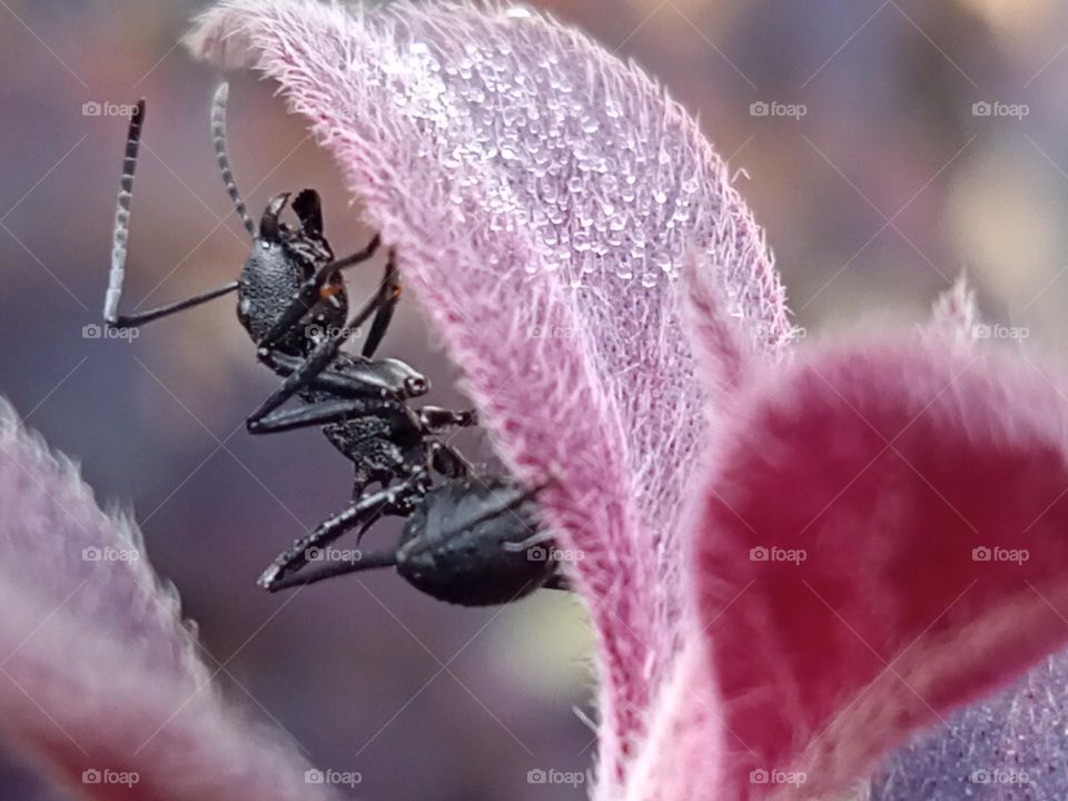 an ant under leaf