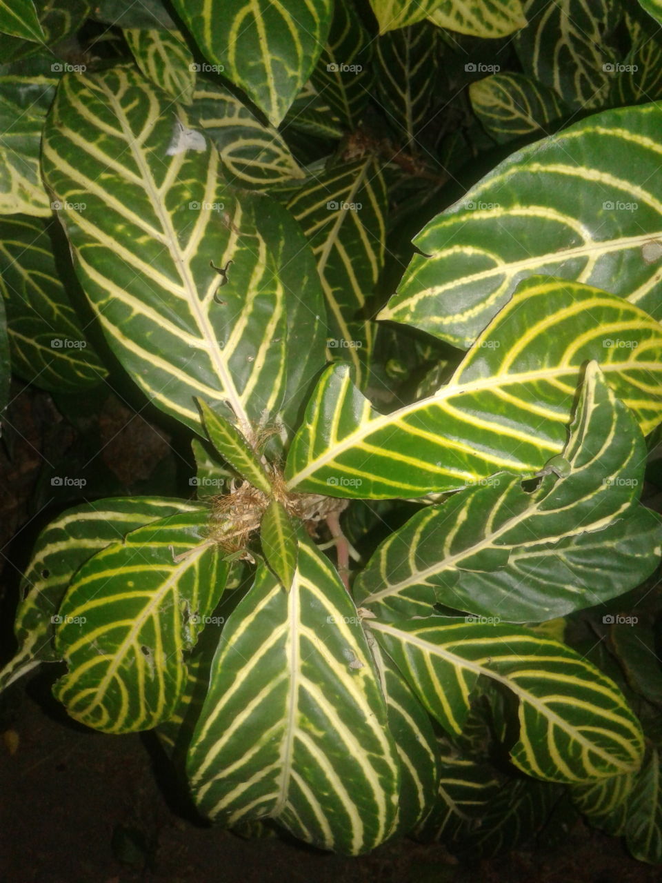 leaves colorful plant