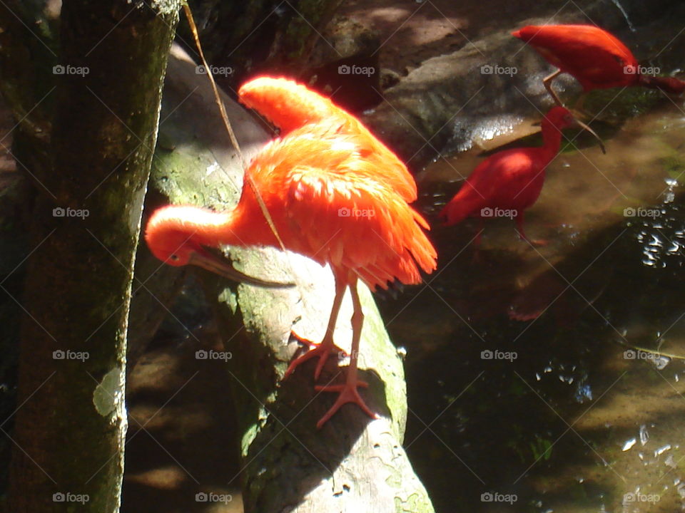 NATURE, BIRDS, ZOO, BREEDING, Poultry.