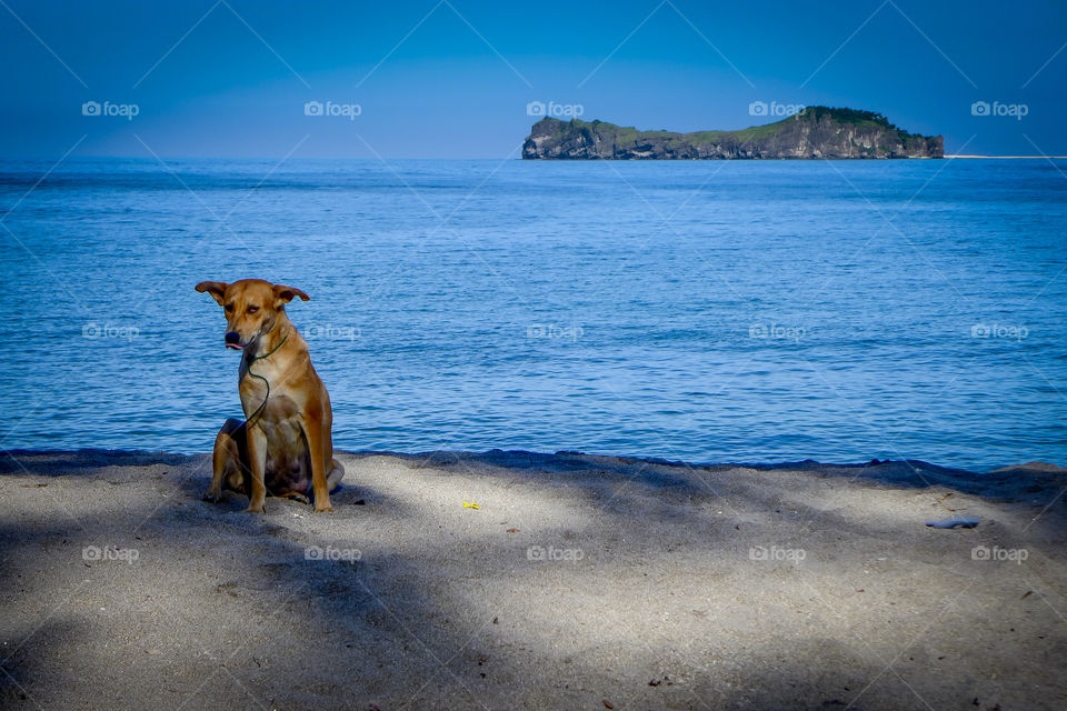 Dog sitting on a beach