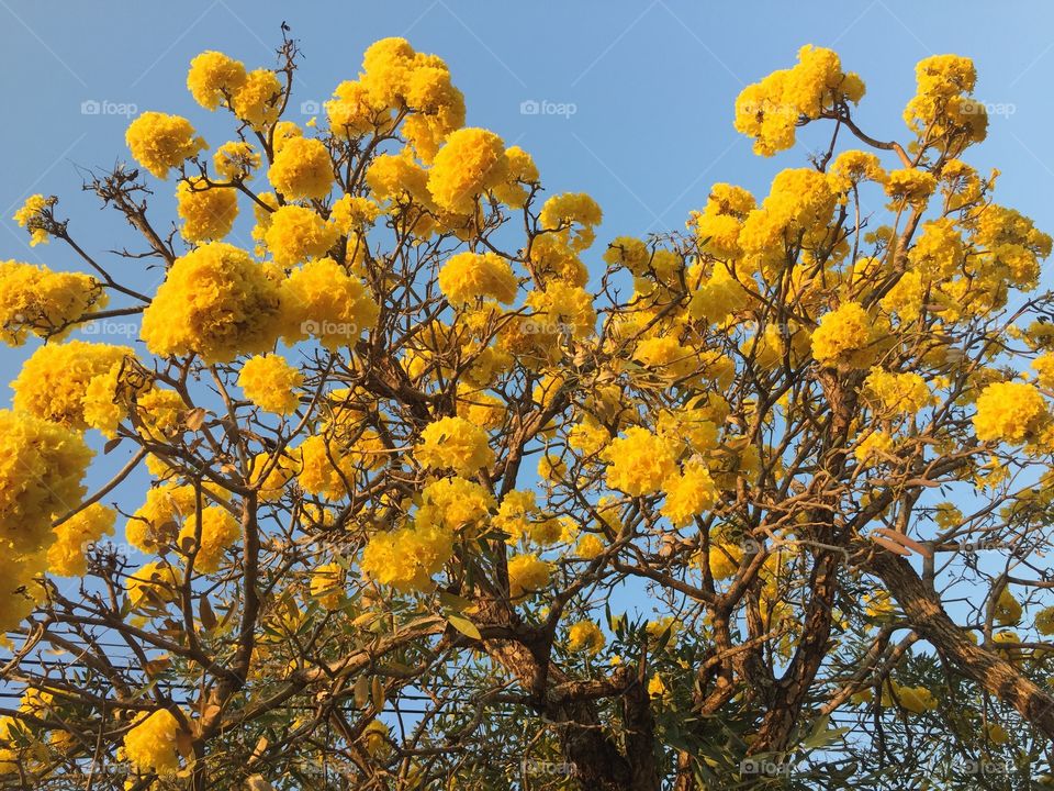 The yellow flower 