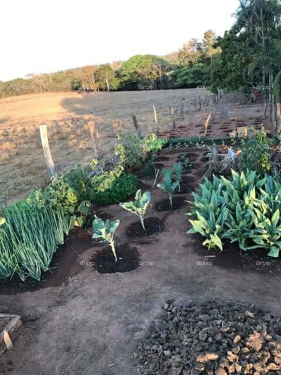 verduras