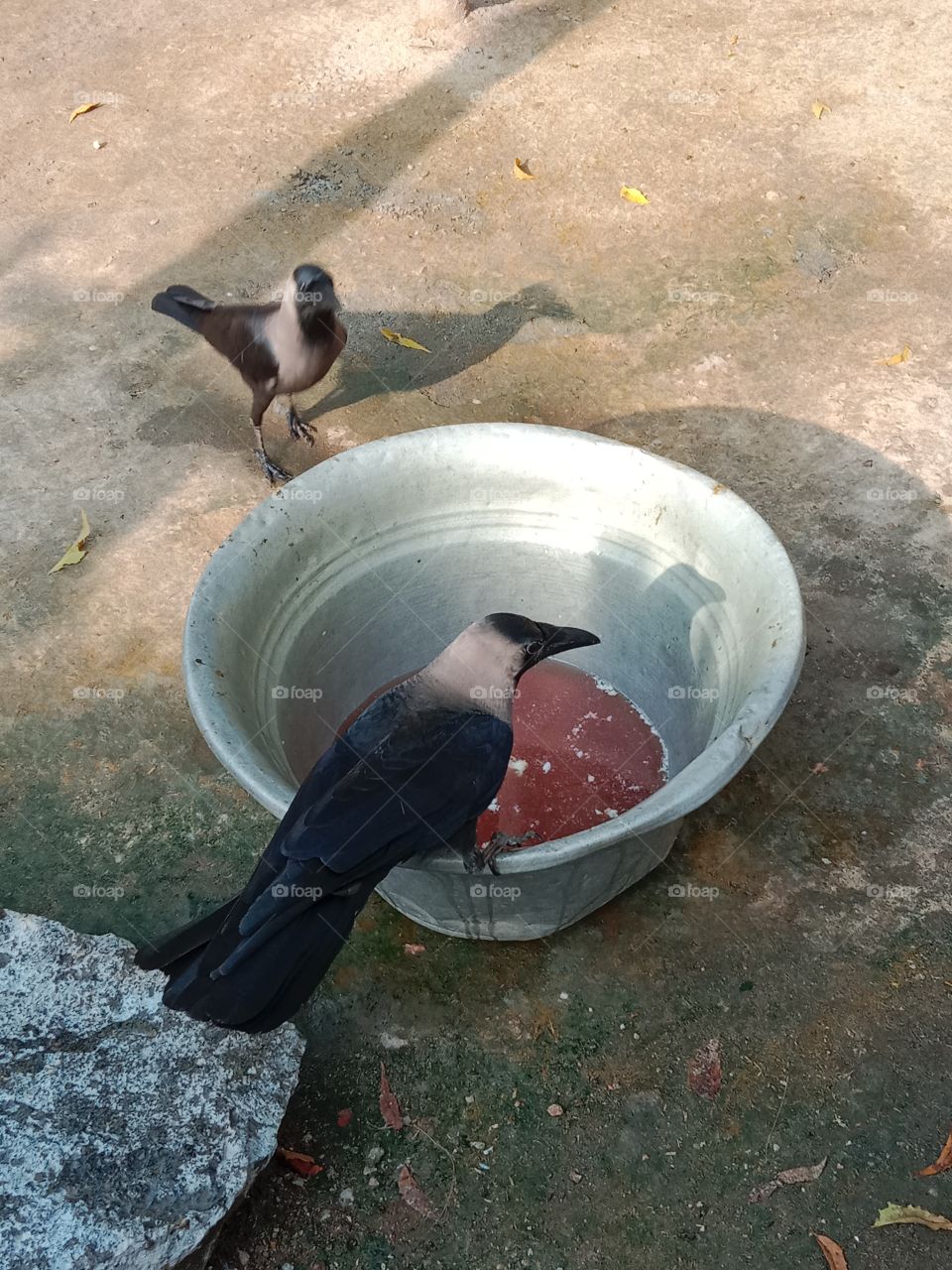 two crows drinking water
