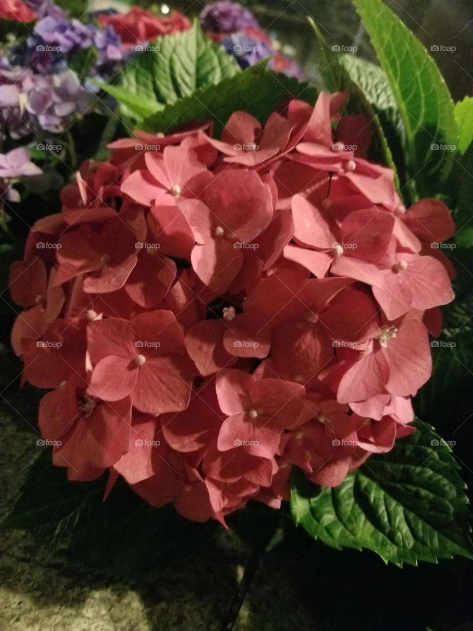 Beautiful Red Hydrangeae