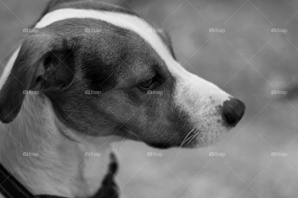 Jack Russel Terrier 