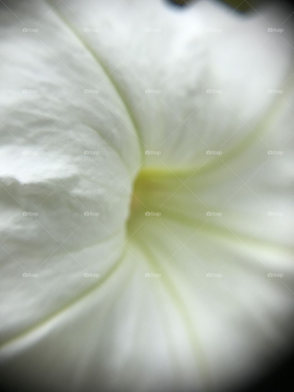 Closeup side view of petunia
