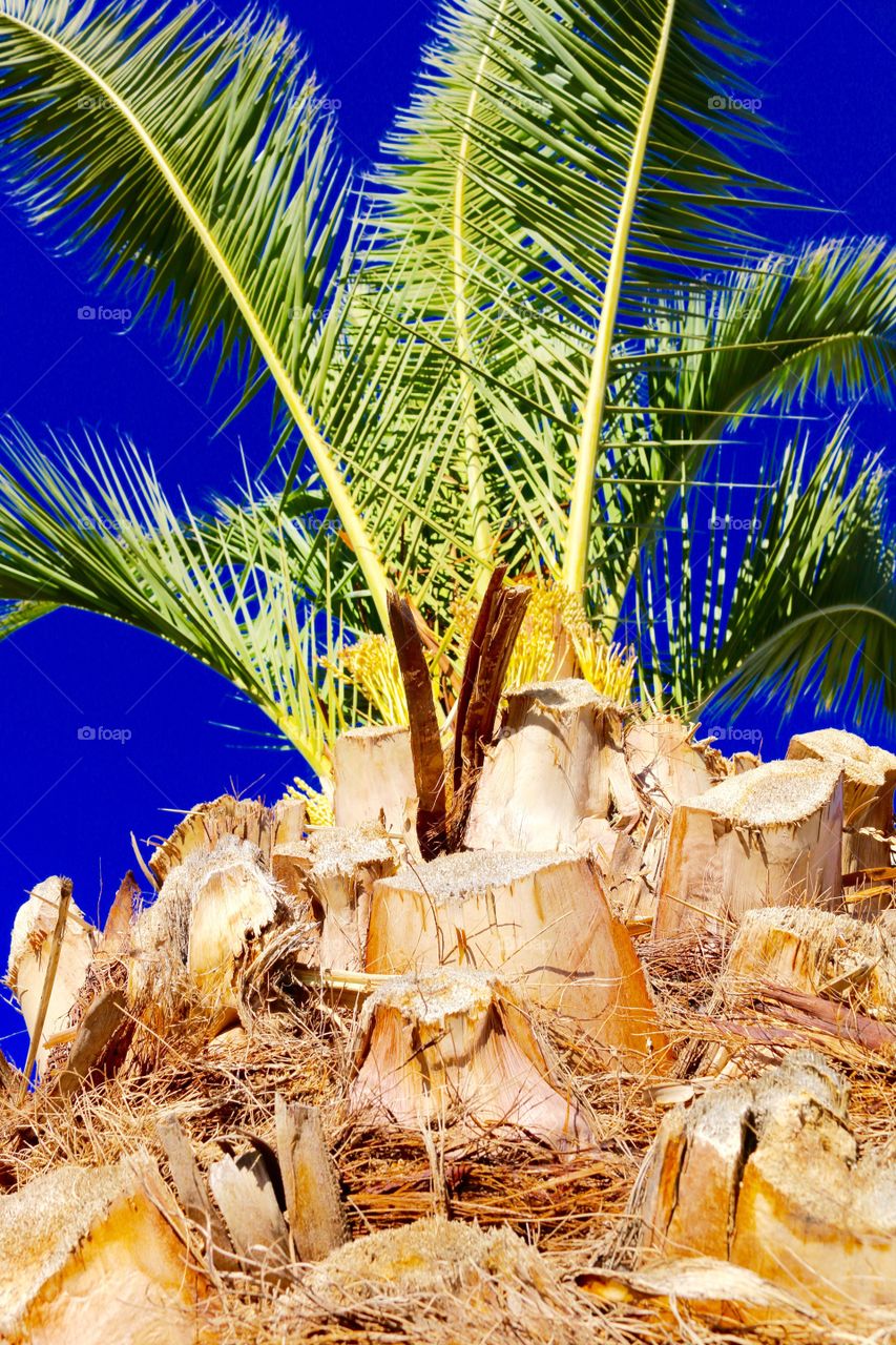 Palm tree under bright blue sky 