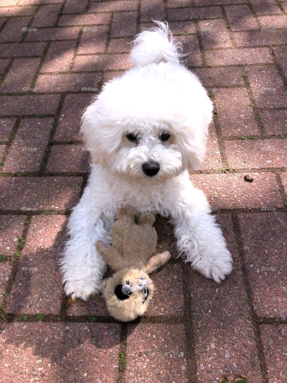 Dog and the doll,Let’s play