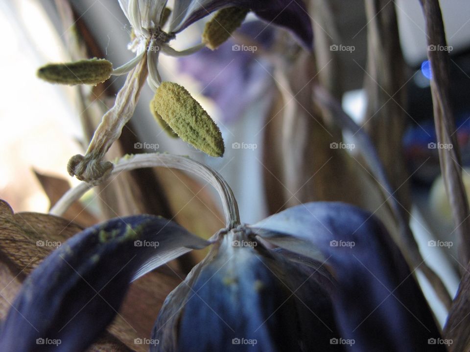 Dried flower