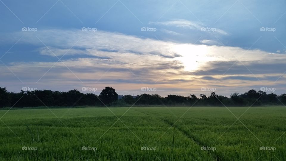 Sunrise on the field in the countryside near Milan