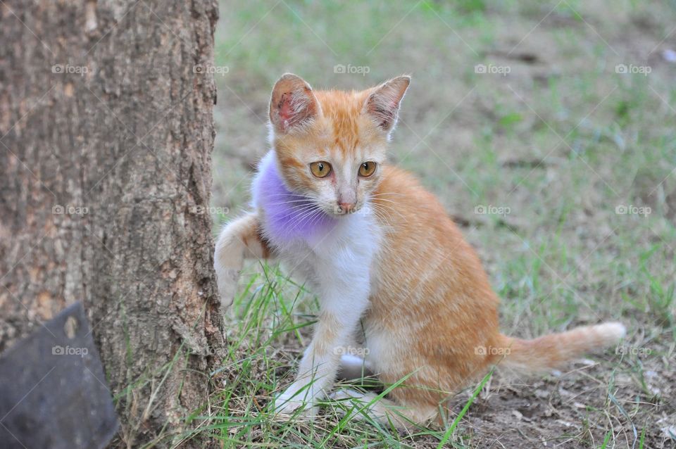 Red-white kitten beside birch tree.